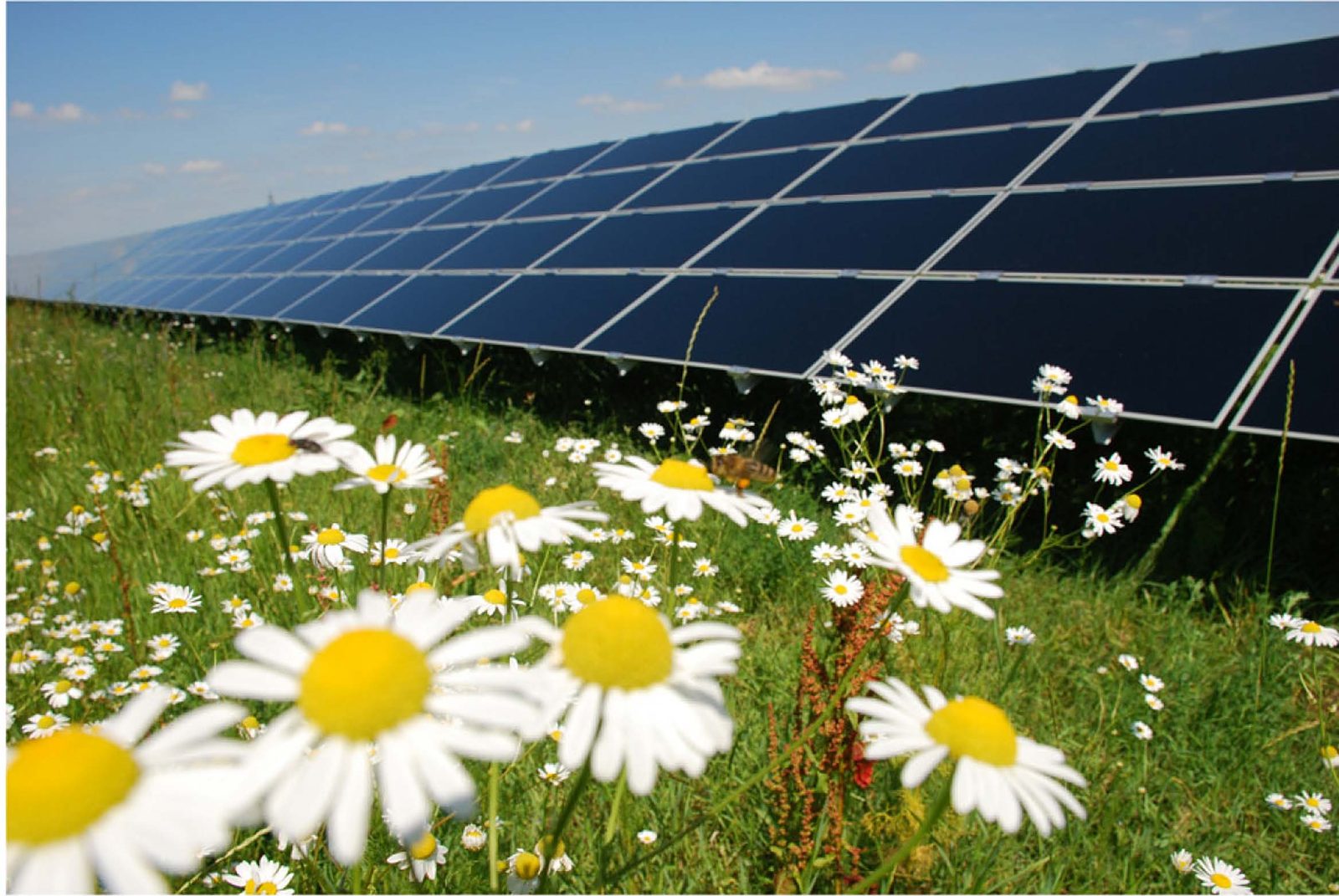 Panouri fotovoltaice la Feldioara, văzute peste o pajiște cu margarete